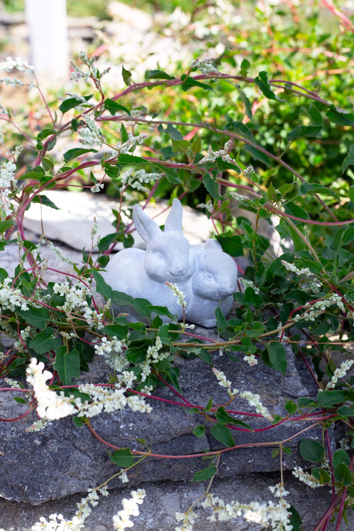 CEMENT GARDEN PETS